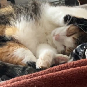 Meet your Posher, Isabella